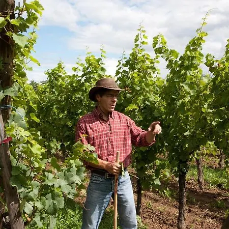 Le Tokay Et Le Muscat * Gertwiller
