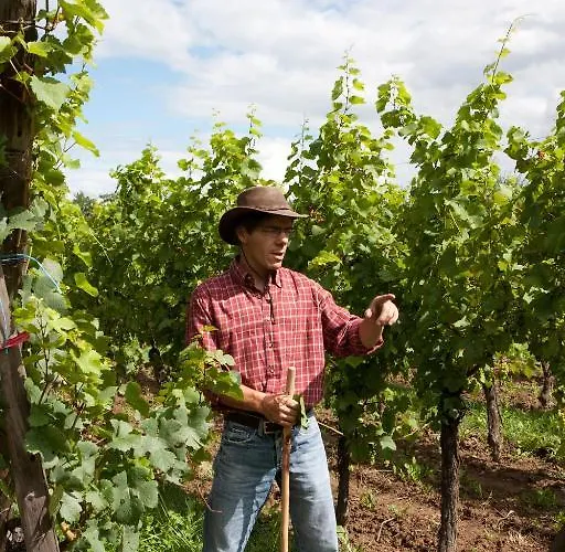 Le Tokay Et Le Muscat * Gertwiller